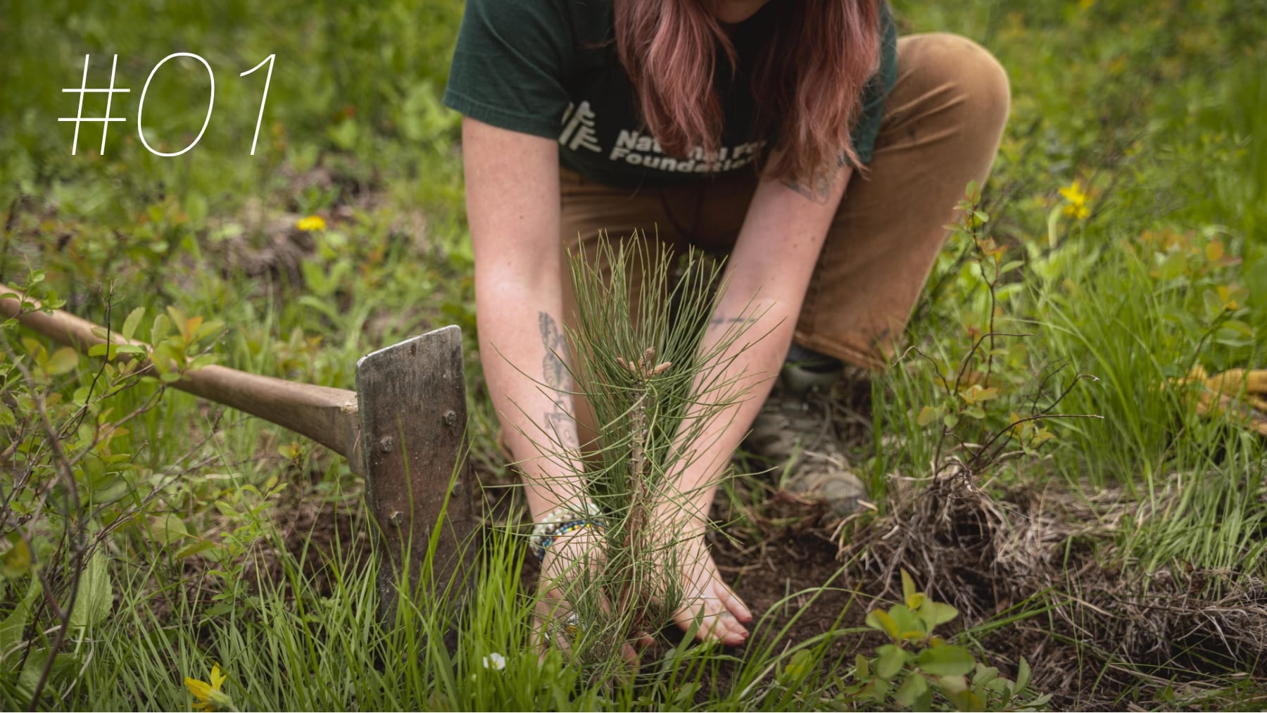 Tree Planting Campaign